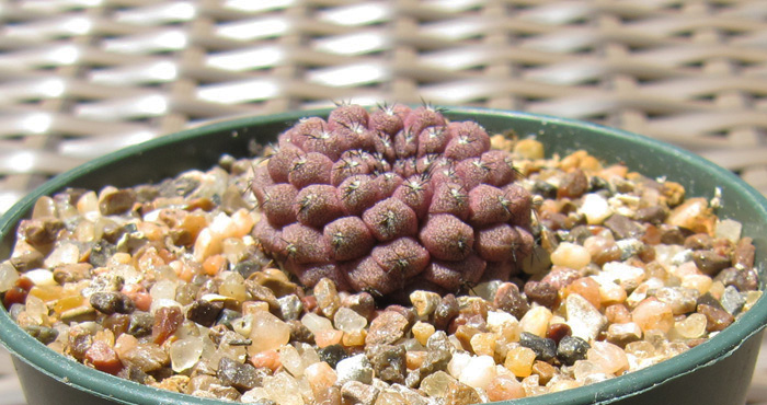 Copiapoa barquitensis seedling
